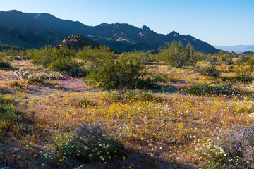 Fototapeta na wymiar Desert wildflowers and mountains in the Mojave Desert in Joshua Tree National Park