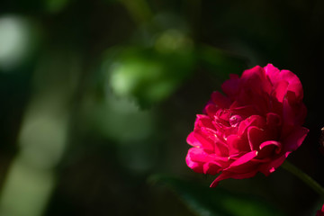 red rose in garden