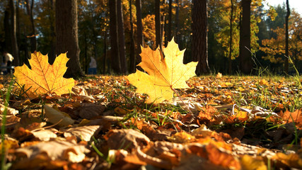 Fall leaf on ground with sunlight. Sunny autumn landscape in bright sunrays. Beautiful autumn scene.