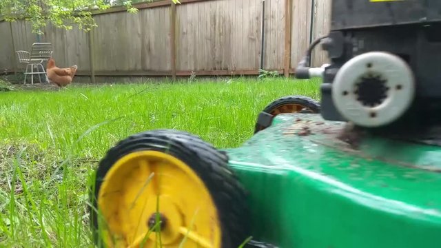 Mowing the grass in the back yard next to a fence on a spring day