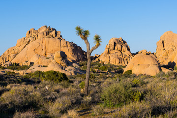 Fototapeta premium Sandstone boulders and rock formations and a lone Joshua tree in Joshua Tree National Park