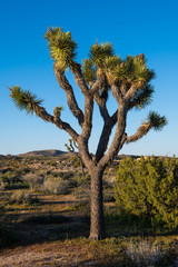 Joshua tree in the desert landscape of the Mojave Desert in Joshua Tree National Park - vertical orientation