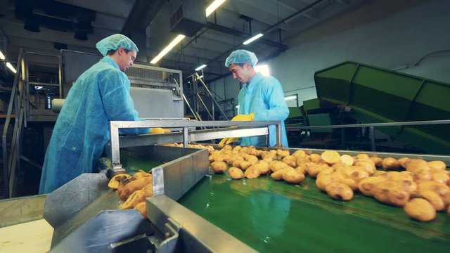 Male workers are cutting potato tubers in halves