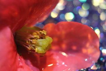 macro of a flower