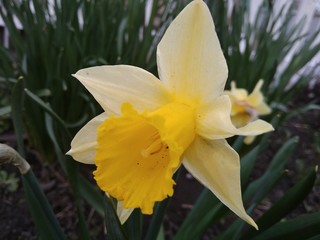 Obraz premium Yellow flower after long winter sleep