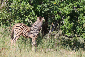 Steppenzebra / Burchell's Zebra / Equus burchellii...