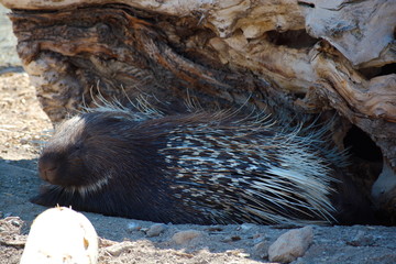 Indian porcupine