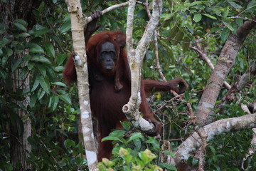 Orang Utan