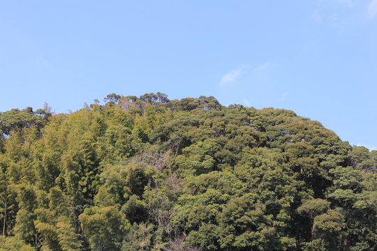 青空の下の、こんもりとした森(静岡県)