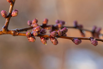 Swollen, unopened flower buds of apricot. Spring changes in plant life. After the rain.