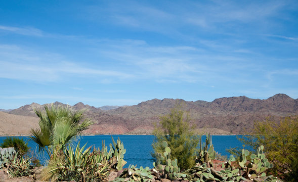 Cactus and desert plants, Lake Havasu, Arizona, US, 2017.