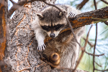 Raccoon sleeping in a tree