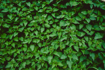 Texture of green plants, grass and shadows with a very soft light.
