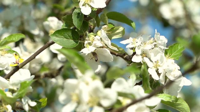 Biene best&auml;ubt Bl&uuml;ten am Apfelbaum