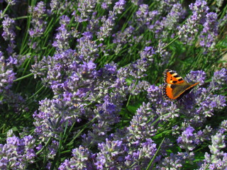 Bundle of dark violet lavender, the healing plant promotes wound healing, treats skin diseases and inflammation. Plant with butterfly Aglais urticae, named also Papilio urticae or Nymphalis urticae