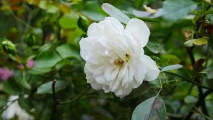Obraz na płótnie Canvas white flower 