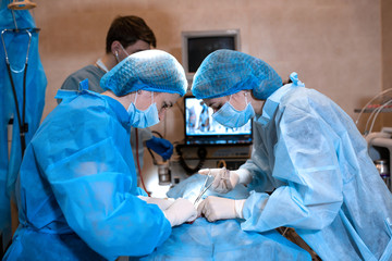 veterinarian or doctors team doing surgery in the clinic. medicine, pet, animals, health care and...