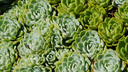 Obraz premium green plant background
