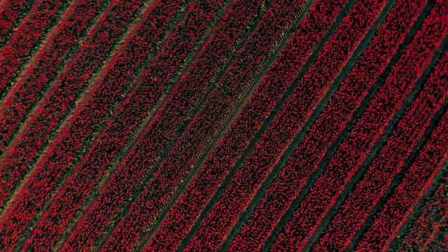 Top Down Aerial Shot of Beautiful Tulip Flower Field in The Netherlands