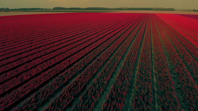 Aerial Shot of Beautiful Tulip Fields in The Netherlands