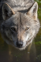 Naklejka na ściany i meble Gray wolf