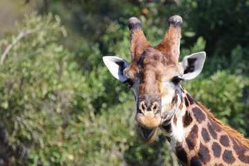 Giraffe / Giraffe / Giraffa Camelopardalis