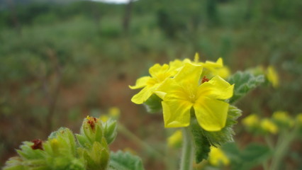 flor color amarela 