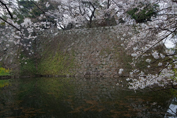 桜と石垣