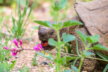Desert Tortiose 