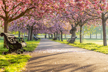 Benches on a path with green grass and cherry blossom or sakura flower. © bignai