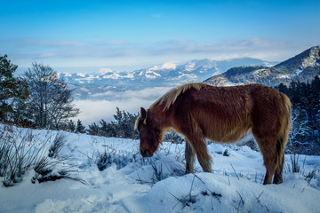 Horse of the Icelandic pony race, looking for food after the snowfall