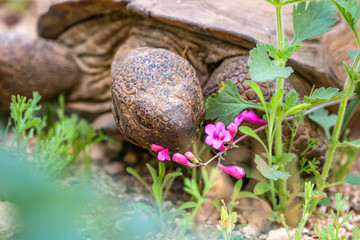 Desert Tortiose 