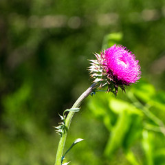 Thistle blooms in spring along a roadside in the Texas Hill Country