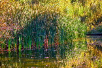 wilderness nature ,green reed growing in the swamp 