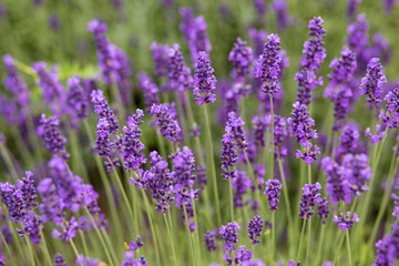 Soft focus on lavender flower, beautiful lavender flower