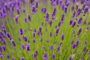 Soft focus on lavender flower, beautiful lavender flower