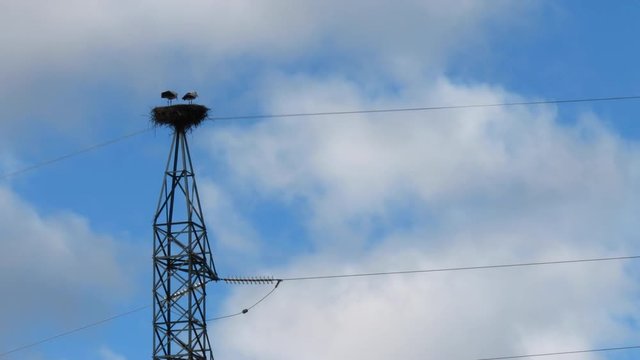 WHITE STORK - CIG&Uuml;E&Ntilde;A BLANCA (Ciconia ciconia), Cervera de Pisuerga, Monta&ntilde;a Palentina, Palencia, Castilla y Leon, Spain, Europe