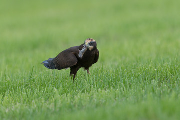 Rohrweihe
