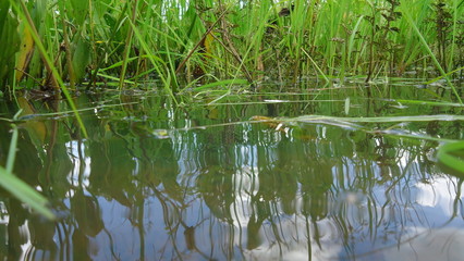 el lago 2