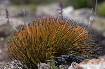 Planta del desierto en San Luis Potosí