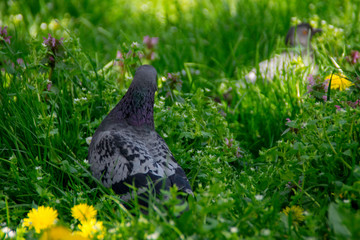 Pigeon walking through the meadow grass