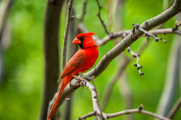Cardinal