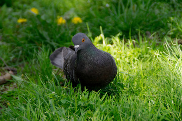 A beautiful pigeon in the green grass in the park