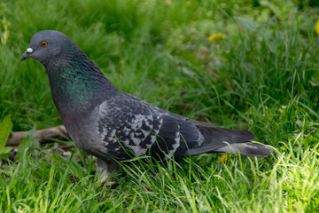 Close up shot of pigeon