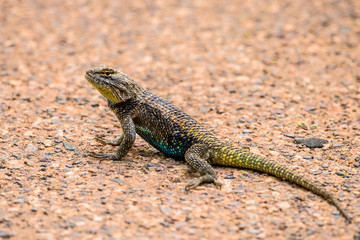 Desert Spiny Lizard