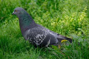 Feral pigeon (Columba livia domestica) on a green grass 