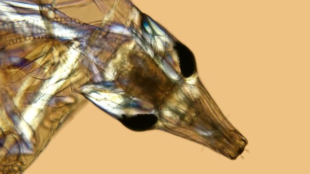 mosquito larvae under a microscope, head Khaoborus, visible internal structure of organs, diverse life in colors
