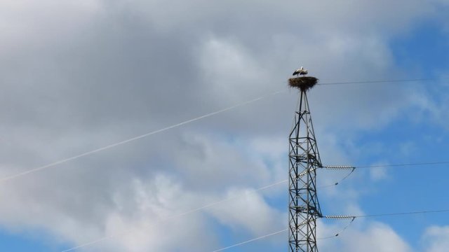 WHITE STORK - CIG&Uuml;E&Ntilde;A BLANCA (Ciconia ciconia), Cervera de Pisuerga, Monta&ntilde;a Palentina, Palencia, Castilla y Leon, Spain, Europe