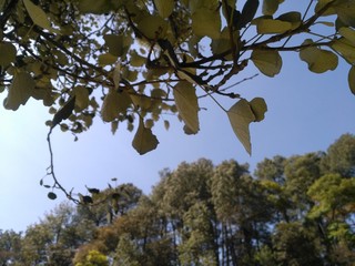 Hojas por el cielo