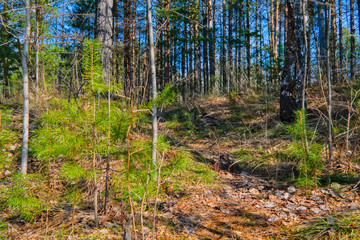 Naklejka premium Early spring scene melts snow in the forest.